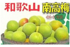 ［梅干・梅酒用］（LまたはM－10Kg）熟南高梅＜2026年6月上旬～7月7日発送予定＞フルーツ 果物 くだもの 食品 人気 おすすめ 送料無料［ART08］