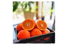 ご家庭用 セミノール オレンジ 5kg【和歌山県産】【農家直送】【先行予約・2025年4月上旬～4月下旬発送】