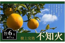 不知火 希少な樹上完熟！ 秀品大玉 6個入 (約2kg)　【2026年2月下旬頃～4月中旬頃まで発送】【KT2】