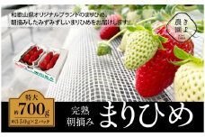 特大まりひめイチゴ 朝摘 6個～11個入×2パック［2026年1月中旬頃より発送］［先行予約］［KT3］