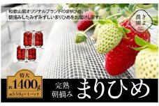 特大まりひめイチゴ 朝摘 6個～11個入×4パック［2026年1月中旬頃より発送］［先行予約］［KT4］