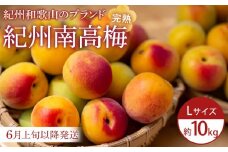 【2025年6月上旬以降発送】紀州南高梅(完熟梅) 10kg〈Lサイズ〉