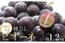 【新鮮・産直】和歌山かつらぎ町産たねなしピオーネ約1.2kg★2025年8月中旬頃より順次発送【TM126】
