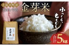 令和7年産  上富田町産 金芽米 きぬむすめ 5kg 井戸本農園