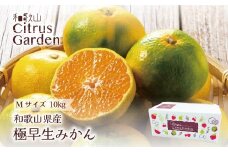 和歌山県産 極早生みかん 家庭用 Mサイズ 計10kg（5kgx2箱） ［Sn15］
