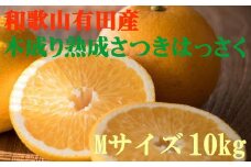 こだわりの和歌山有田産木成り熟成さつき八朔10kg(Mサイズ)★2024年4月上旬～4月下旬ごろ順次発送【tec840】