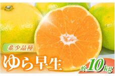 【2025年秋頃発送予約分】【農家直送】甘くて濃厚！希少品種 ご家庭用 ゆら早生みかん  約10kg　サイズ混合 ※2025年10月上旬より順次発送予定（お届け日指定不可） / みかん ミカン 有田みかん 温州みかん 柑橘 有田 和歌山 産地直送  くだもの 果物 フルーツ 柑橘類 和歌山 すさみ町【nuk110B】