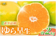 【先行予約】＼数量限定／ ＼農家直送／甘くて濃厚！希少品種 ご家庭用 ゆら早生みかん　約2kg　サイズ混合【2025年10月上旬頃より順次発送】 / みかん ミカン 有田みかん 温州みかん 柑橘 有田 和歌山 産地直送  くだもの 果物 フルーツ 柑橘類 和歌山 すさみ町【nuk143C】