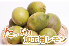 ＜先行予約＞加工用 黒潮レモン2.5kg+75g（傷み補償分）【和歌山有田産】【防腐剤・WAX不使用、安心の国産レモン】【わけあり・訳ありレモン】【果汁用】【ikd032B】
