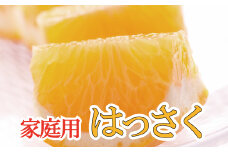 家庭用はっさく12.5kg+375g（傷み補償分）【八朔・ハッサク】【わけあり・訳あり】【光センサー選別】【ikd047A】