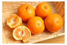  和歌山有田の濃厚はるみ　約5kg (Lサイズ)※2025年1月下旬～2月中旬順次発送予定/みかん 蜜柑 フルーツ 果物 【ard009B】