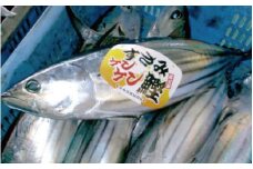 【先行予約・数量限定】伝統のケンケン釣り！すさみケンケン鰹 一本 約2～2.5㎏ ※3月～6月中旬の間に順次お届け カツオ かつお 刺身 タタキ 天然 初ガツオ 初鰹【gyg133】