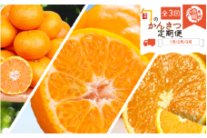 【3か月定期便】人気のみかんを集めた！旬の柑橘定期便 / みかん ミカン 柑橘 オレンジ 果物 くだもの フルーツ フルーツ定期便 和歌山【tkb111】