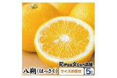 八朔(はっさく)約5kg サイズおまかせ　紀伊国屋文左衛門本舗※2025年1月下旬～4月上旬頃発送予定【sutb410A】