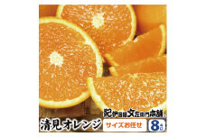 清見オレンジ 約8kg / 果実サイズおまかせ ※2025年2月中旬～4月下旬頃発送予定  紀伊国屋文左衛門本舗 / オレンジ 清美オレンジ 和歌山 柑橘 みかん 果物 フルーツ【sutb401B】