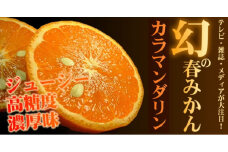 カラマンダリン 約3kg/サイズおまかせ　※2025年4月上旬～5月上旬頃に順次発送予定(お届け日指定不可)　紀伊国屋文左衛門本舗【sutb471A】