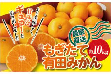＼ もぎたて新鮮！／ 有田みかん 約10kg（箱込み） 生産者直送 先行予約 【ご家庭用（訳あり品ではありません）】【11月上旬～1月上旬に発送（日付指定不可）】 サイズ混合 みかん ミカン 和歌山 柑橘 フルーツ 産地直送 農家直送【nuk144】