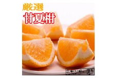 ＜6月発送＞厳選甘夏柑4.5kg+135g（傷み補償分）【初夏のみかん・旬の果物】【有田産】【光センサー食べ頃出荷】【ikd061A】