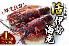 ＼期間限定・数量限定／ 南紀すさみの活き伊勢海老 約1kg(2～3匹)【日付指定必須】伊勢海老 伊勢エビ イセエビ 海老 えび エビ 活き 天然 すさみ町【eki109】