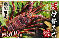 【年明け発送！！】すさみ町産 活き伊勢海老 1尾 約900g前後【日時指定必須】/ 伊勢エビ イセエビ 活き 天然 すさみ町 お正月【sff116A】