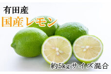 【先行予約】有田産の安心国産レモン約5kg （サイズ混合）※2025年10月中旬〜2026年4月下旬頃に順次発送予定（お届け日指定不可） / 柑橘 和歌山 レモン 檸檬【tec938A】