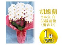 胡蝶蘭 3本立 白 33輪前後（蕾含む） ※着日指定不可 / 移転祝い 開店祝い 就任祝い 結婚祝い 母の日 敬老の日 バレンタイン プレゼント ギフト【swa002】