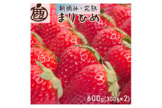 ＜1月より発送＞朝摘み完熟まりひめ 約600g（300g前後×2トレイ）【和歌山ブランド苺まりひめ】【こだわりの土耕栽培のいちごを農家直送】 ※2024年1月上旬～4月上旬頃に順次発送予定 ※北海道・沖縄・離島への配送不可 / いちご 苺 フルーツ 果物 くだもの 小分け 産地直送 新鮮 冷蔵便 【ikd535C】