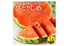 紀州和歌山産 小玉スイカ「ひとりじめ」1玉【先行予約】 ※2026年6月上旬頃～7月上旬頃に順次発送予定(お届け日指定不可)  スイカ すいか 果物 くだもの フルーツ【uot778】