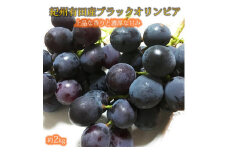 紀州有田産 ブラックオリンピア(ハチミツぶどう) 約2kg ※2025年8月下旬頃〜2025年9月上旬頃に順次発送予定 / ぶどう ブドウ 葡萄 フルーツ 果物 くだもの【uot005】
