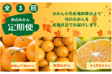 【3か月定期便】みかんの名産地和歌山発！秋のみかん定期便♪ゆら早生みかん・下津みかん・有田みかん【tkb362】