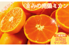  あま～い！ カツオの有機肥料が味の決め手！ 「きみの完熟ミカン」 約2kg (15~25個程度) サイズ混合 2S~M ご家庭用(秀優混合) 紀美野町産 /みかん ミカン 柑橘 和歌山県 有機 手選別 【kmf010】