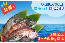 【頭切り落とし】和歌山県すさみ産 まるっと鮮魚便【3～4匹】/ 魚介 海鮮 海の幸 魚料理 冷凍 まるごと 新鮮 刺身 和歌山 すさみ町 大容量 【scp122-1】
