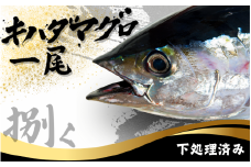 キハダマグロ 1尾 下処理済み 和歌山県すさみ町産 / 大容量 マグロ まぐろ 丸ごと 魚 捌く 鮪 海鮮丼 寿司 手巻き寿司 漬け丼 海鮮 海の幸 魚介 新鮮 刺身 和歌山 すさみ町 キハダマグロ 大容量 【scp123】