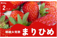 朝摘み 完熟 まりひめ いちご 厳選 約300g×2パック （計約600g)※2025年1月下旬～3月下旬ごろ順次発送予定（お届け日指定不可）/ いちご 苺 イチゴ まりひめ 果物 フルーツ くだもの スイーツ 和歌山県 すさみ町【ard221】