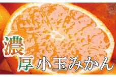 【先行予約】家庭用 小さな有田みかん 小さな(S以下) 10kg+250g ※10月より発送【わけあり・訳あり】【光センサー選果】※北海道・沖縄・離島配送不可 / みかん 果物 和歌山 果実 フルーツ有田 小玉 ミカン 柑橘【ikd212】