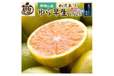 【先行予約】家庭用有田みかん サイズ混合(2S～2L) 10kg+250g  ※10月より発送(極早生) ※北海道・沖縄・離島への配送不可 / みかん 果物 フルーツ ミカン 和歌山 柑橘 早生みかん 有田みかん 有田【ikd211】