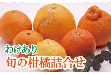 ＜1月より発送＞家庭用 柑橘詰合せ 10kg+250g（傷み補償分）【訳あり・わけあり】【有田の春みかん詰め合わせ・フルーツ詰め合せ・オレンジつめあわせ】【光センサー選別】/ くだもの 果物 フルーツ オレンジ 柑橘 和歌山【ikd240】