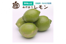 家庭用 黒潮レモン 7.5kg+250g（傷み補償分）【和歌山有田産】【防腐剤・WAX不使用、安心の国産レモン】【わけあり・訳ありレモン】 ※北海道・沖縄・離島への配送不可 / フルーツ くだもの 果物 柑橘 和歌山 レモン果汁【ikd243】