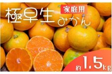 極早生みかん 約1.5kg みかん 産直 サイズ混合 みかん 早生みかん 果物 くだもの フルーツ 温州みかん 和歌山 柑橘 オレンジ【2025年10月上旬～下旬頃に順次発送】【mrmt001】