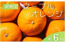 【訳あり】 森本農園の手選別 ネーブルオレンジ 約6kg 和歌山県産 サイズ混合 【2026年1月上旬～2月中旬頃に順次発送】【mrmt019】 