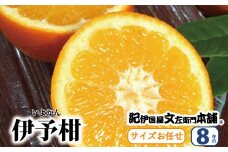 伊予柑(いよかん) 約8kg/サイズおまかせ　※2026年1月中旬～2026年2月中旬頃に順次発送予定(お届け日指定不可)　紀伊国屋文左衛門本舗　/ みかん ミカン オレンジ フルーツ 果物 くだもの 柑橘 いよかん 和歌山【sutb440B】