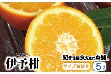 伊予柑(いよかん) 約5kg/サイズおまかせ　※2026年1月中旬～2026年2月中旬頃に順次発送予定(お届け日指定不可)　紀伊国屋文左衛門本舗 / オレンジ ミカン みかん 柑橘 フルーツ 果物 くだもの いよかん 和歌山【sutb441B】