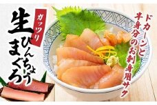 ガッツリ生びんちょうまぐろ　ドカーンと半身分のお刺身用サク