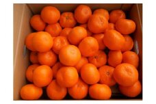 紀州有田みかん 秀品 約5kg サイズおまかせ（Ｌ・M・S）いずれかお届け［SL48］
