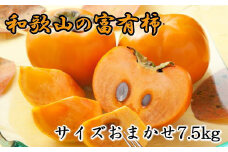  [甘柿の王様]和歌山産富有柿　約7.5kg サイズおまかせ★2025年11月上旬頃より順次発送【TM5】