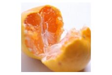 ＜11月中旬～1月下旬発送＞ 樹上完熟 有田みかん 3kg＋90g（傷み補償分） 光センサー選果