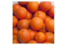 ＜4月より発送＞ 家庭用 セミノールオレンジ 3kg+90g（傷み補償分） 有田の春みかん 有田産 光センサー食べ頃出荷 訳あり わけあり ［IKE150］