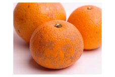 ［先行予約］家庭用 はっさく10kg+250g（傷み補償分）【八朔みかん】【訳あり・わけあり】［IKE30］
