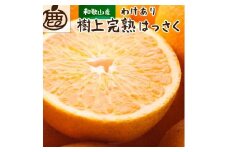 ［先行予約］家庭用 樹上完熟はっさく2.5kg+250g（傷み補償分）［有田の春みかん・五月八朔・木生りはっさく］［光センサー選別］［訳あり・わけあり］［IKE34］