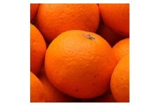 ＜2月より発送＞ 厳選 清見オレンジ2kg+60g（傷み補償分）光センサー食頃出荷 樹上完熟きよみオレンジ ［IKE145］